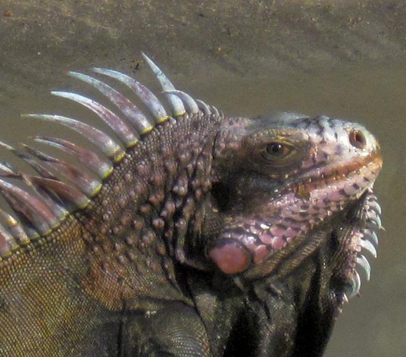 Iguana St St Thomas - Iguana ©2008 Martin Oretsky
